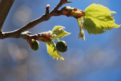 Platanus x hispanica - platan javorolistý - vývoj listu a plodu (2)